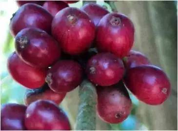 咖啡罗布斯塔口感介绍,喝罗布斯塔咖啡的感受