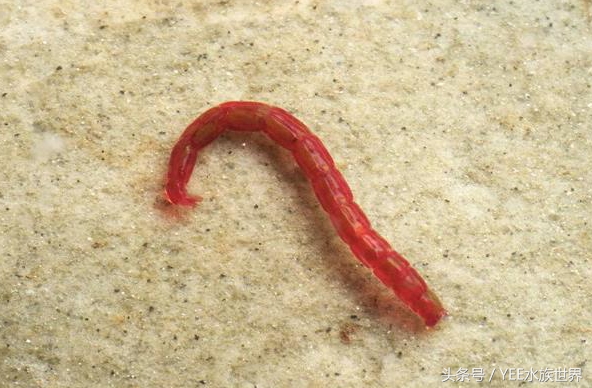 水草虫害怎么处理,小心草丛里的虫