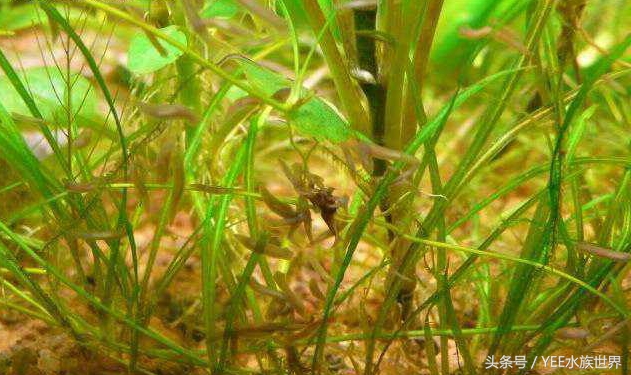 水草虫害怎么处理,小心草丛里的虫