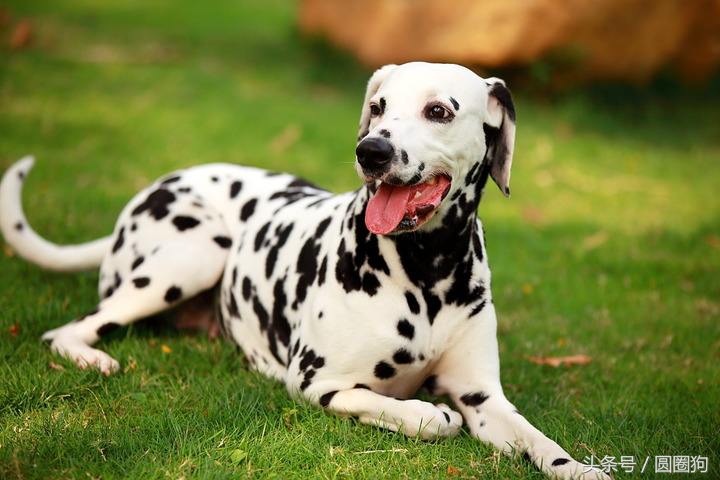 世界名犬中华田园犬,没斑点的大麦町犬是什么品种