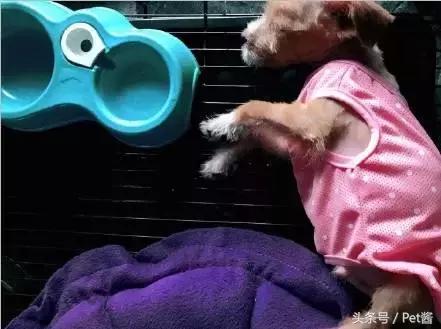 领养了一只狗发现不适合怎么办,幼犬得了细小宠物医院放弃治疗