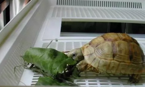 希腊陆龟和赫曼陆龟,赫曼陆龟长得快吗