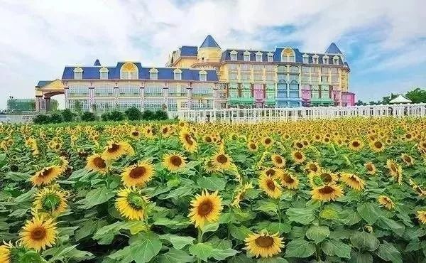 美得不像样子!广州秋季“花潮”来袭,你最想和谁一起看