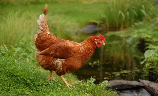 惠州这个季节适合带走的特产,去惠州带什么特产