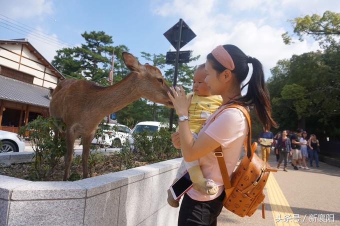 带娃去日本一周自由行,带四岁孩子去日本穷游攻略
