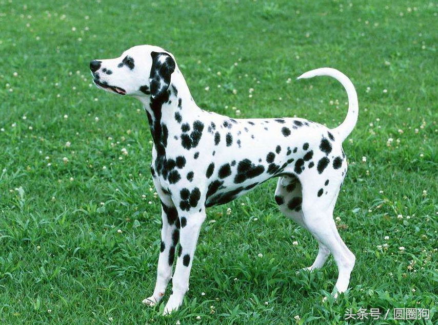 斑点狗大麦町犬为什么禁养,棕色斑点的大麦町犬