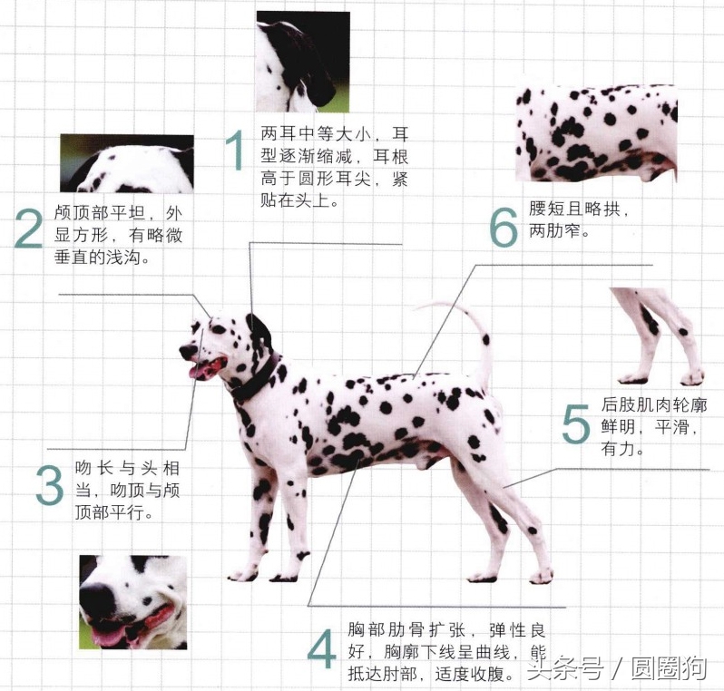 世界名犬中华田园犬,没斑点的大麦町犬是什么品种