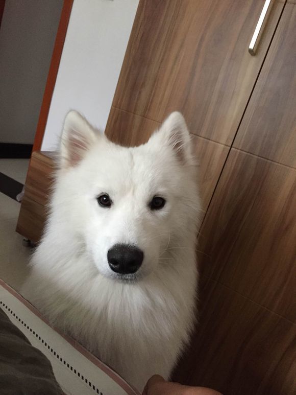 萨摩耶脚怎么修,萨摩耶把袜子吃了怎么办