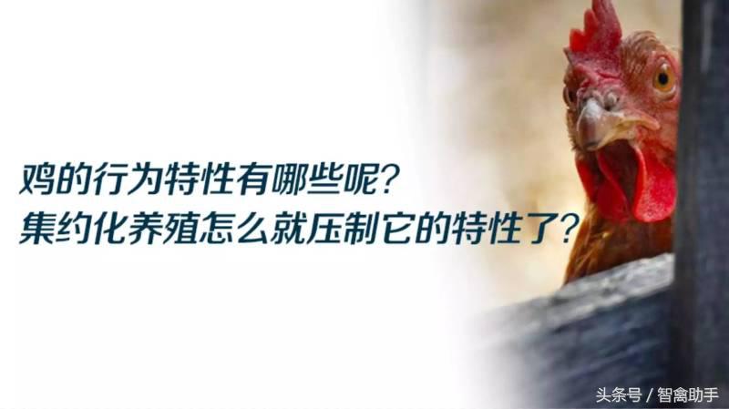 小鸡啄肛什么原因,鸡子啄鸡蛋是什么原因