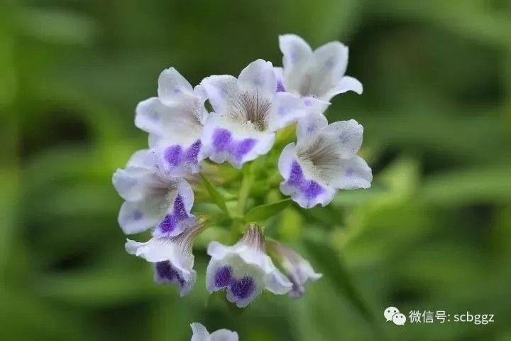 美得不像样子!广州秋季“花潮”来袭,你最想和谁一起看