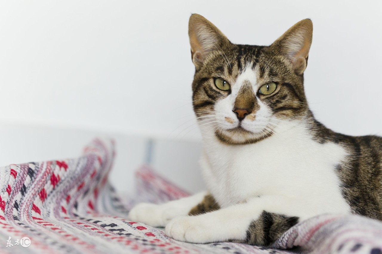 张阿婆结局,张阿婆传统