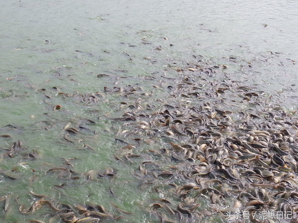 泥鳅养殖的十大陷阱,泥鳅养殖基本知识