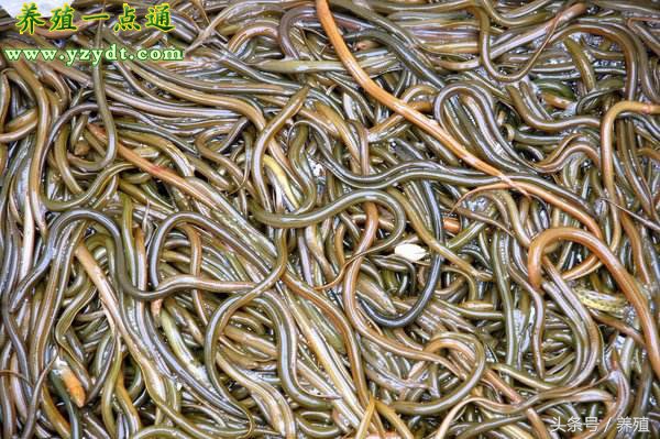 鳝鱼苗的饲养方法,鳝苗种植技术