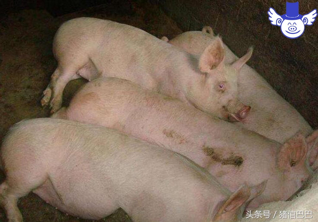 猪出现高烧不退死后全身发紫,猪喘气高烧不退拉硬屎