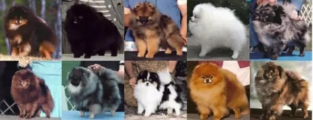 为什么不建议养俊介,为什么没人养俊介犬