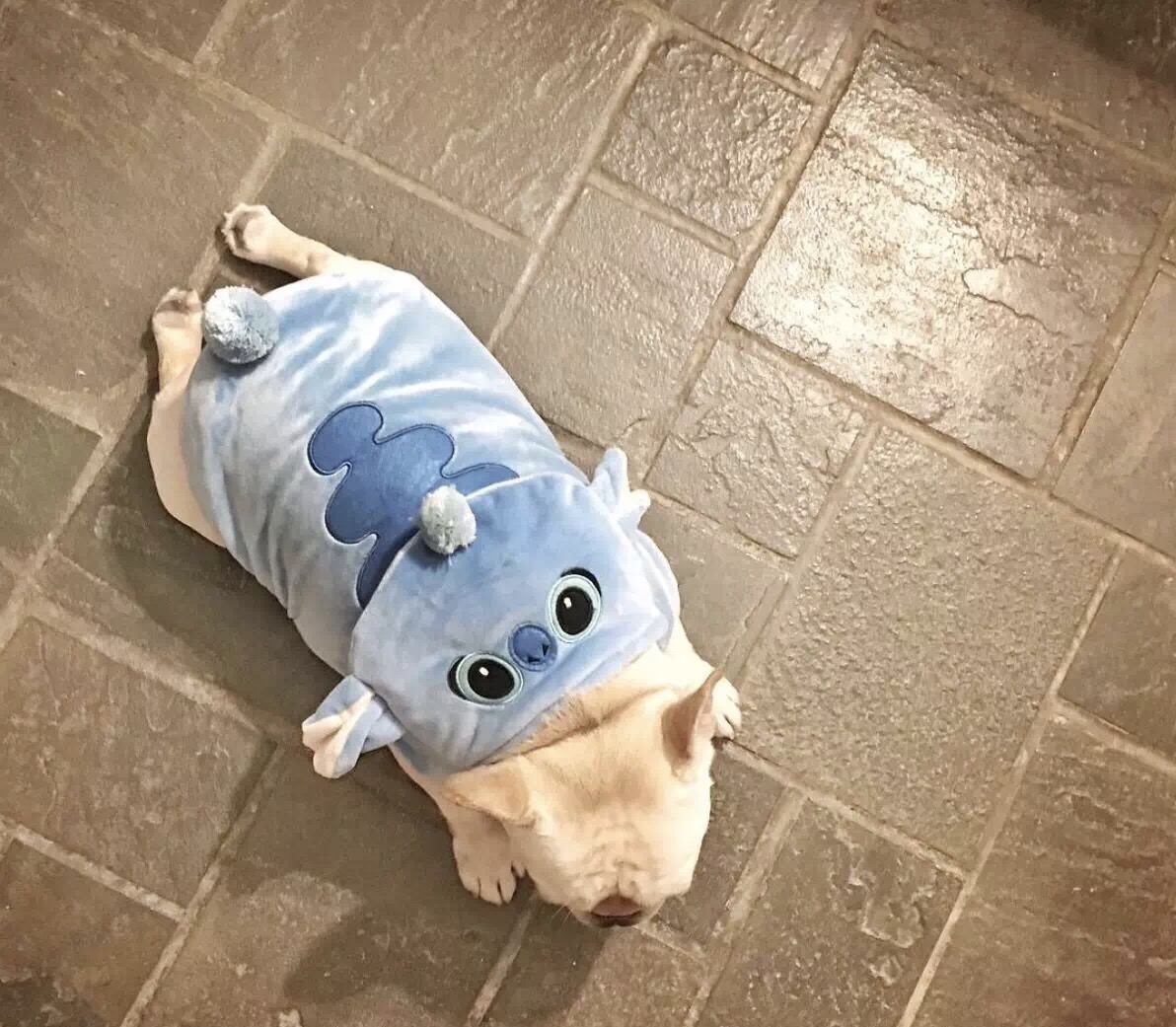 法国斗牛犬怎么护理皮肤,法国斗牛犬冬天要穿衣服吗