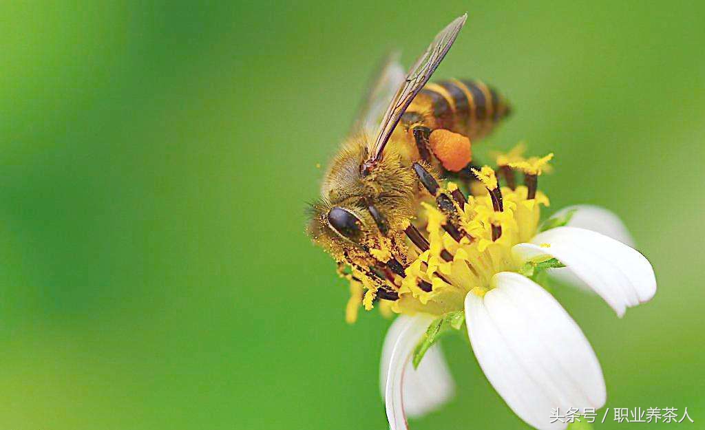 一起认识蜜蜂等昆虫动物,蜜蜂属于什么种类的昆虫