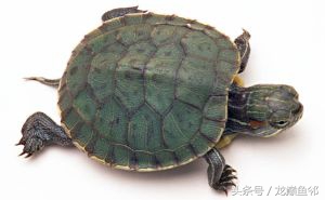 龟病防治全集,龟病预防