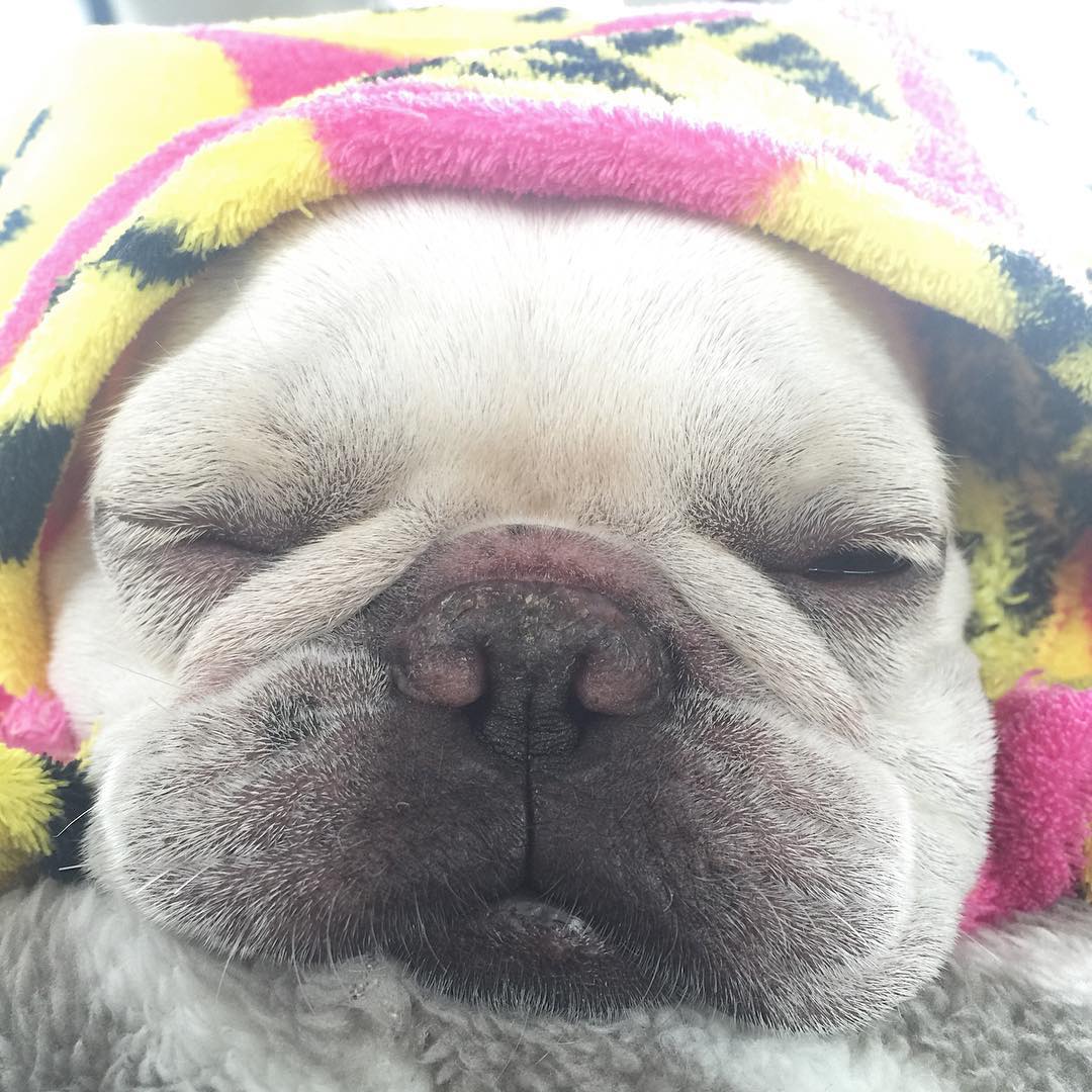 法国斗牛犬怎么护理皮肤,法国斗牛犬冬天要穿衣服吗