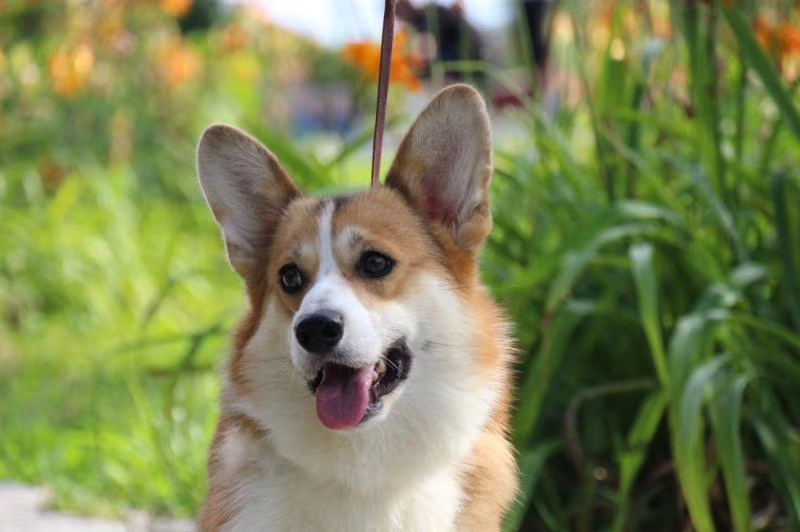 柯基犬怎么样美容养护,柯基犬晚上放哪睡