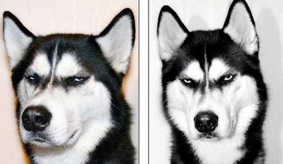 在路上突然被狗追咬是什么征兆,突然被狗追意味着什么