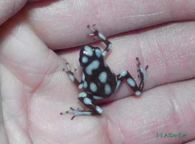 吹一口气就能百步外取人性命？土著*箭吹**技能难在什么地方