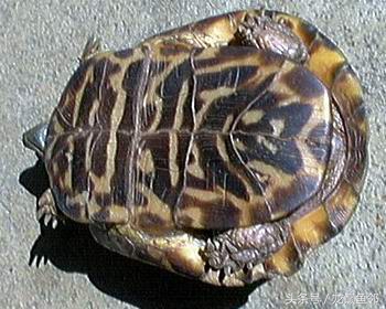 龟蝽危害和防治,龟中暑的防治