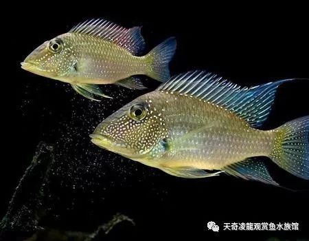 适合和三湖慈鲷混养的底栖鱼,三湖慈鲷鱼喜欢底砂和岩石