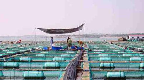 亩产6000元的养鱼模式,养什么最赚钱又好养鱼