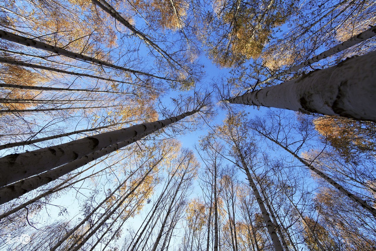 树树树,树树树树