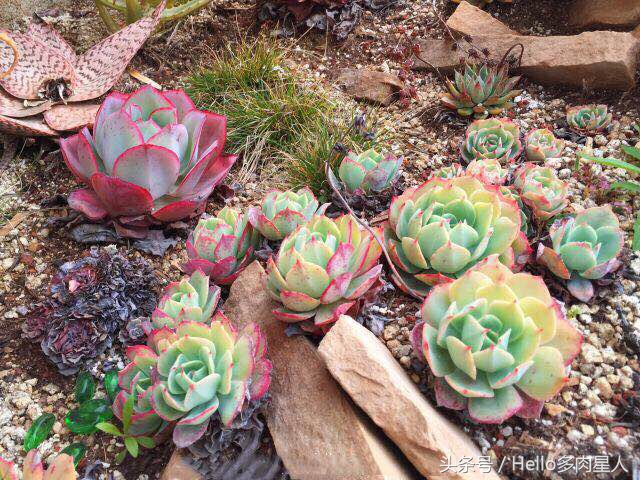 加州多肉,当花痴遇见多肉