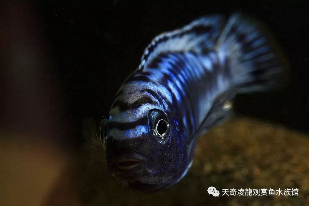 三湖慈鲷鱼缸造景石头摆法,三湖慈鲷鱼喜欢底砂和岩石