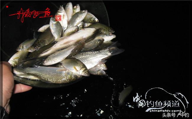 狂拉大板鲫的快乐,狂拉小鲫鱼钓鱼视频