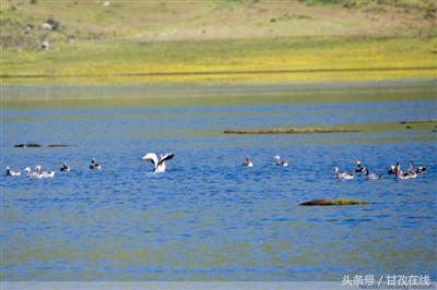 大美甘孜山清水秀好风光,美丽甘孜惊艳视频