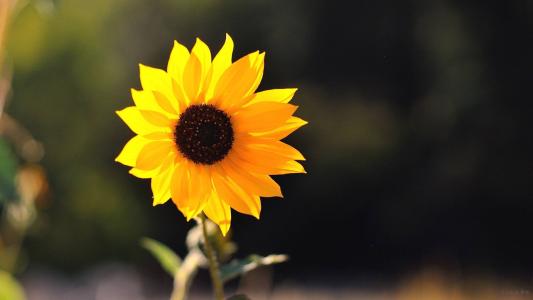 女性屌丝逆袭高富帅,女屌丝逆袭高富帅