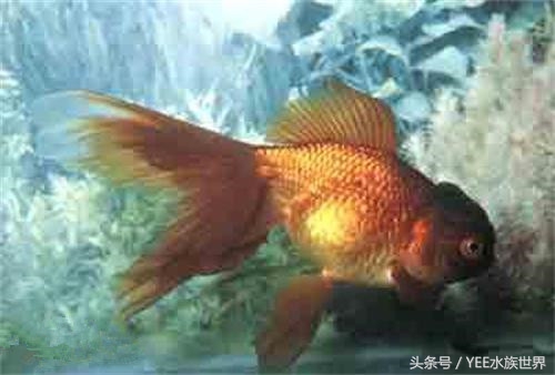 鱼缸里也有“黄金屋”,说不定哪天你会培育出稀有品种!
