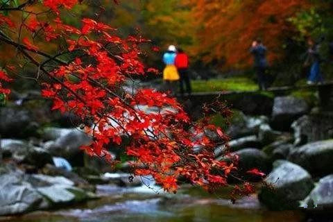 登龙山红叶图片大全,登高山顶赏风景