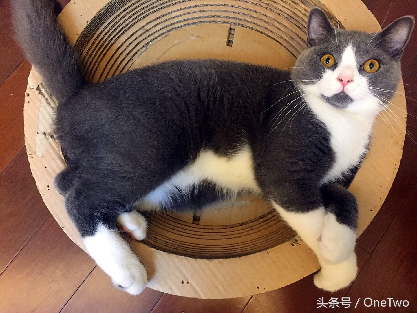 猫咪惹上了跳蚤怎么隔离,人感染猫咪跳蚤怎么办