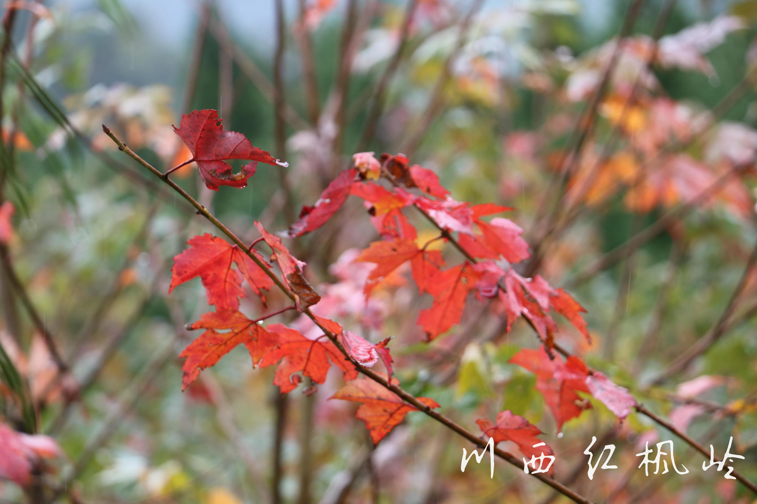 德阳红枫岭旅游,德阳市什邡市红枫岭景区