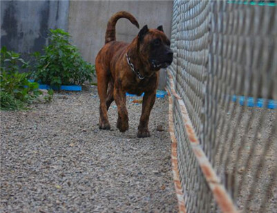 加纳利鹦鹉不吃食怎么办,加纳利犬为什么不火