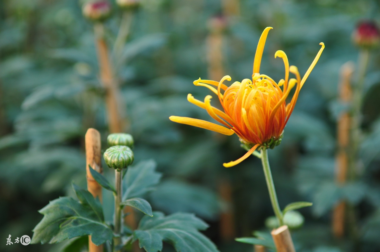 菊花唯美诗句图,关于菊花的诗句图片