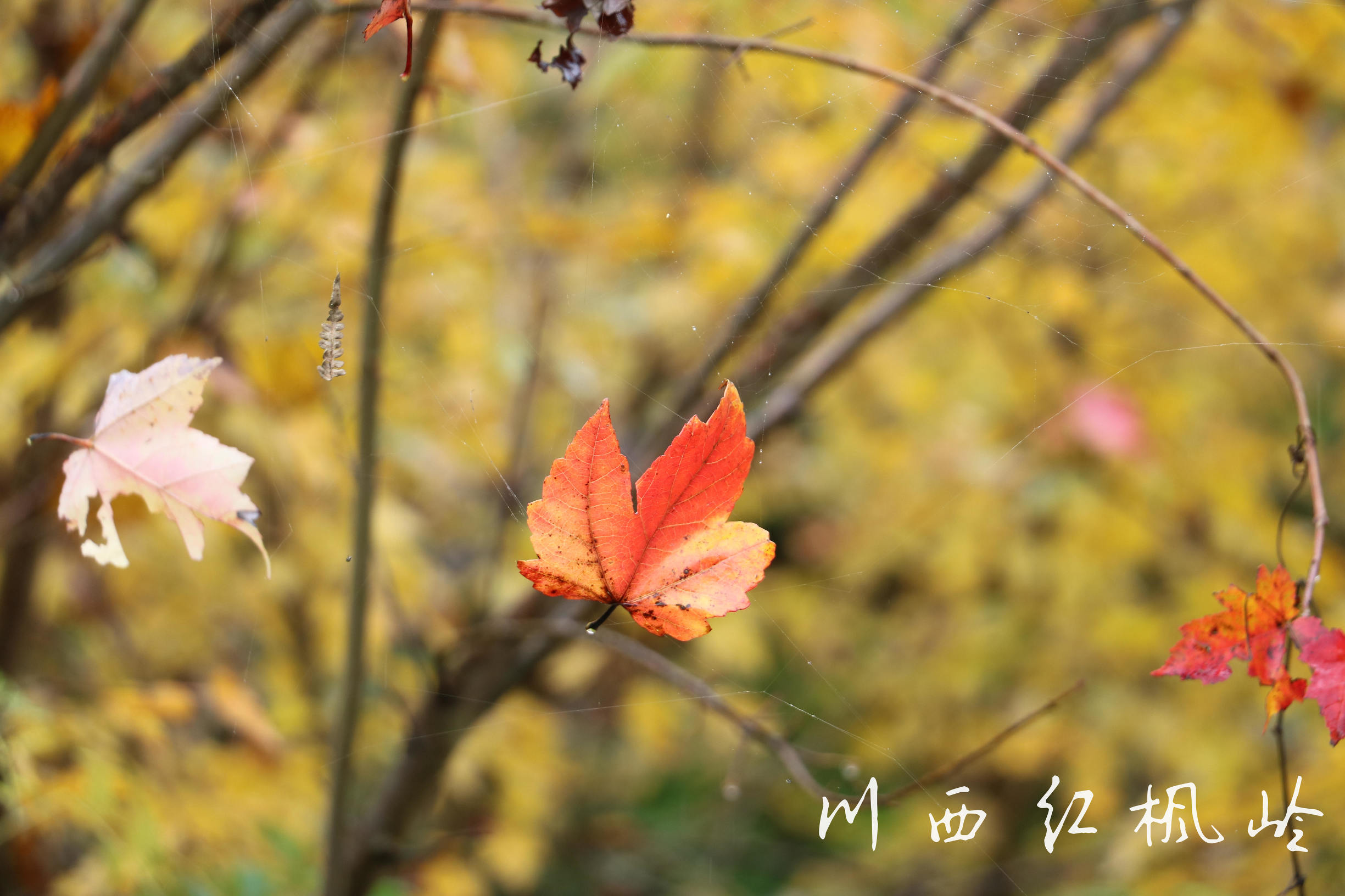 德阳红枫岭旅游,德阳市什邡市红枫岭景区