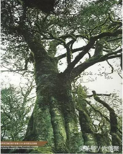 茶树与茶叶种类区别图解,茶树茶叶的基本知识