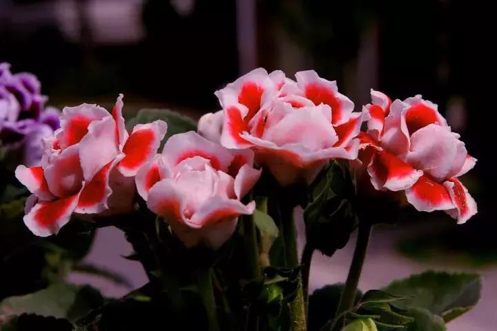 大岩桐花的养护方法图片及价格,大岩桐哪个颜色花最好看