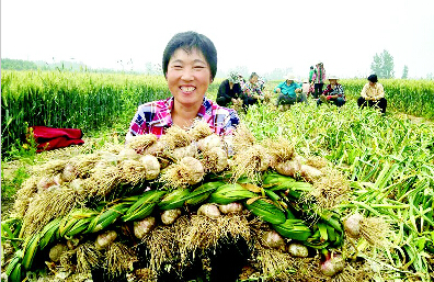 大蒜高产新品种亩产6000以上,大蒜高产新品种实测亩产6000以上
