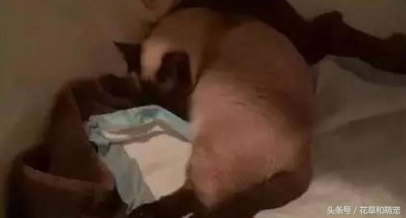 猫妈妈突然生了小猫,猫妈妈的母爱