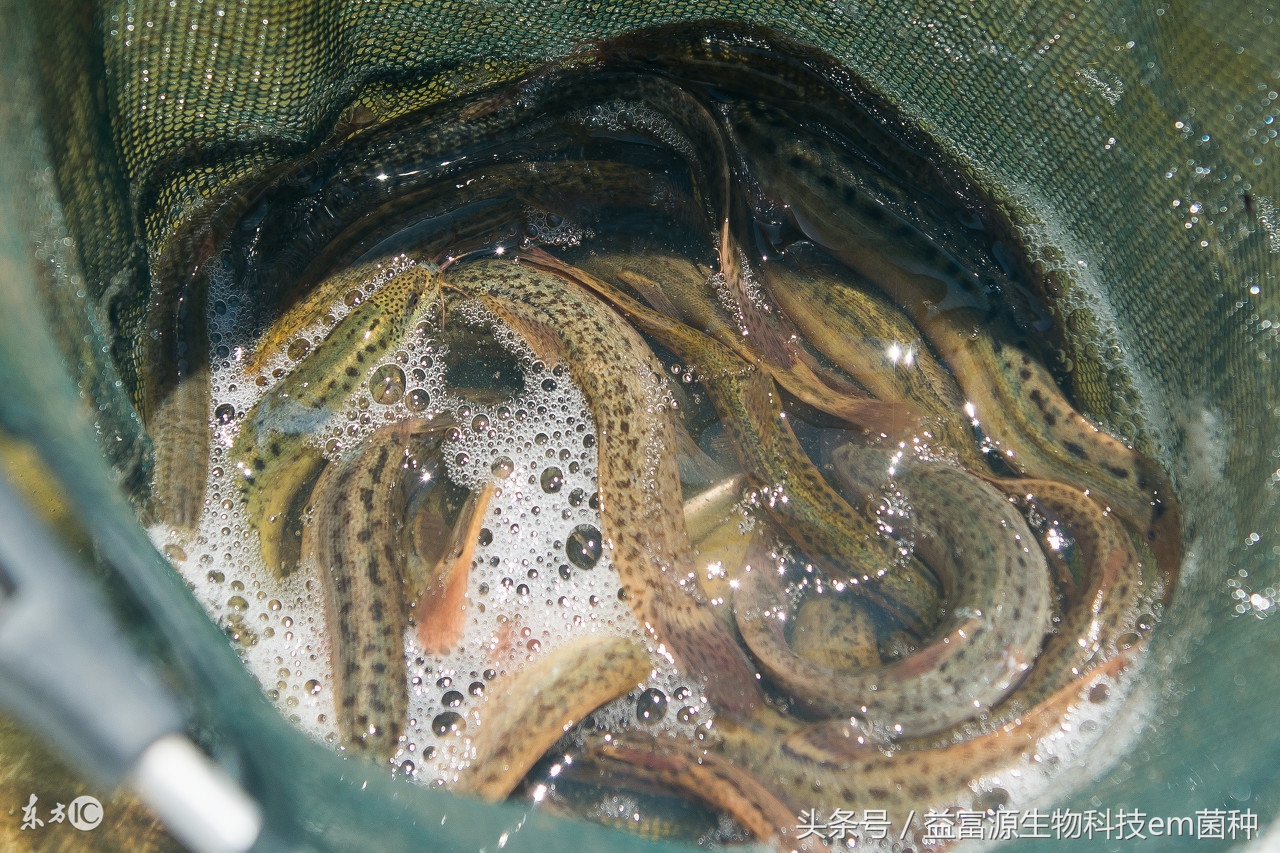水产养殖泥鳅师傅,水产养殖网箱泥鳅
