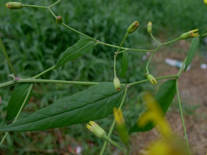 识得千里光一年四季不长疮,识得