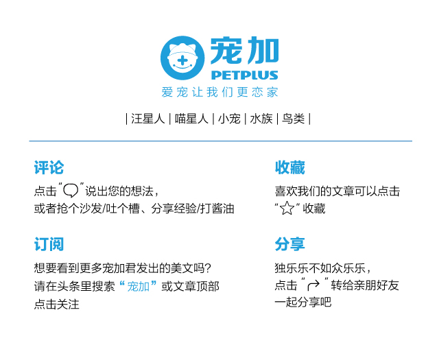 我家的狗狗比较忧郁怎么办,我家的狗狗特别调皮