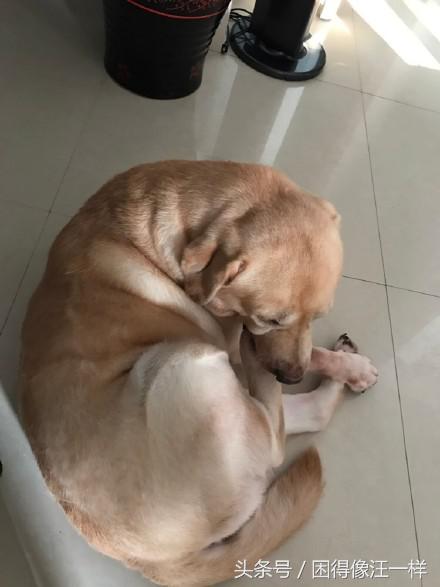 狗狗脚臭怎么办小妙招,狗狗脚臭怎么根除